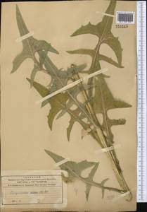 Осот болотный L., Средняя Азия и Казахстан, Северный и Центральный Тянь-Шань (M4) (Киргизия)