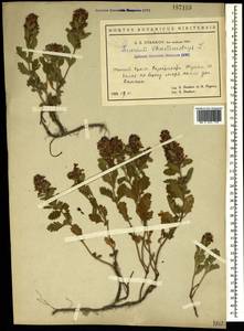 Дубровник обыкновенный L., Крым (KRYM) (Россия)