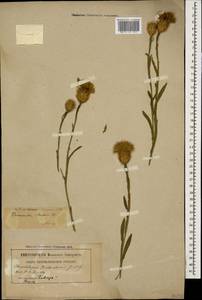 Centaurea gabrieljanae Greuter, Кавказ (без точных местонахождений) (K0)
