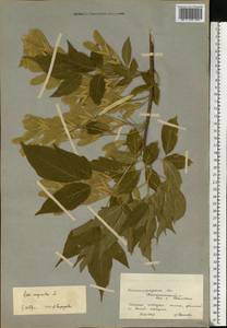 Клен ясенелистный, Клен американский L., Восточная Европа, Нижневолжский район (E9) (Россия)