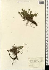 Thymus sipyleus Boiss., Кавказ, Турецкий Кавказ (K7) (Турция)