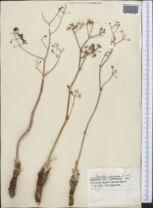 Ферула каспийская M.Bieb., Средняя Азия и Казахстан, Прикаспийский Устюрт и Северное Приаралье (M8) (Казахстан)