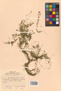Callitriche palustris subsp. palustris, Сибирь, Дальний Восток (S6) (Россия)