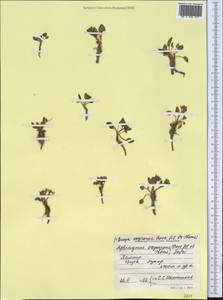 Aphragmus oxycarpus (Hook.f. & Thomson) Jafri, Средняя Азия и Казахстан, Памир и Памиро-Алай (M2) (Таджикистан)