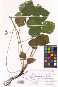 Rubus saxatilis × caesius, Восточная Европа, Волжско-Камский район (E7) (Россия)