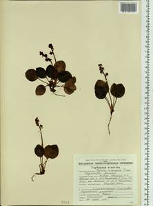 Pyrola asarifolia subsp. incarnata (DC.) A. E. Murray, Сибирь, Чукотка и Камчатка (S7) (Россия)
