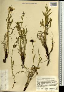 Tanacetum pulchrum (Ledeb.) Sch. Bip., Монголия (MONG) (Монголия)