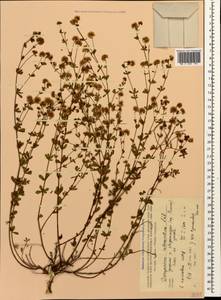 Lotus herbaceus (Vill.) Jauzein, Кавказ, Грузия (K4) (Грузия)