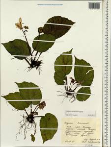 Begonia harmandii Gagnep., Зарубежная Азия (ASIA) (Вьетнам)
