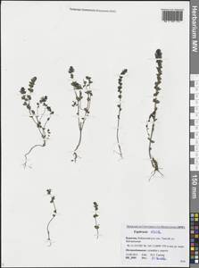 Очанка прямая J.P.Wolff ex J.F.Lehm., Сибирь, Прибайкалье и Забайкалье (S4) (Россия)