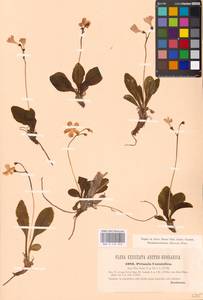 Primula carniolica Jacq., Западная Европа (EUR) (Словения)