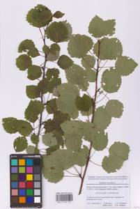 Тополь дрожащий, Осина L., Восточная Европа, Московская область и Москва (E4a) (Россия)