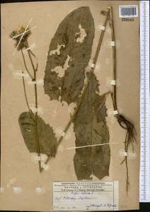 Скерда сибирская L., Средняя Азия и Казахстан, Джунгарский Алатау и Тарбагатай (M5) (Казахстан)