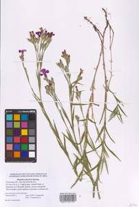 Гвоздика китайская L., Восточная Европа, Центральный район (E4) (Россия)