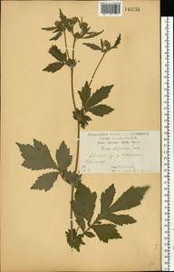 Гравилат аллепский Jacq., Восточная Европа, Центральный лесостепной район (E6) (Россия)