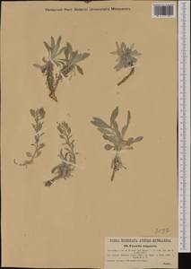 Fibigia triquetra (DC.) Boiss. ex Prantl, Западная Европа (EUR) (Хорватия)