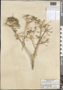 Ferula lycia Boiss., Зарубежная Азия (ASIA) (Турция)