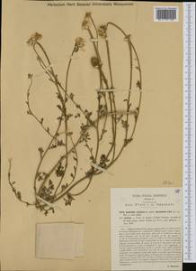 Anthemis arvensis subsp. incrassata (Loisel.) Nyman, Западная Европа (EUR) (Италия)