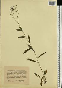 Незабудка лесная Ehrh. ex Hoffm., Восточная Европа, Московская область и Москва (E4a) (Россия)