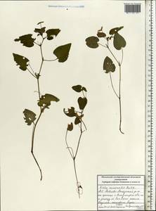 Фиалка Руппа All., Восточная Европа, Московская область и Москва (E4a) (Россия)