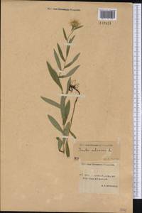 Pentanema salicinum subsp. salicinum, Сибирь, Якутия (S5) (Россия)