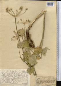 Семеновия опушенноплодная (Regel & Schmalh.) Korovin ex Pimenov & V.N.Tikhom., Средняя Азия и Казахстан, Северный и Центральный Тянь-Шань (M4) (Киргизия)