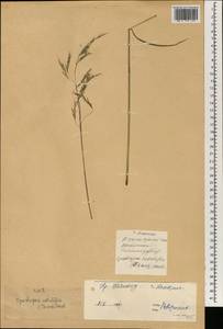 Spodiopogon cotulifer (Thunb.) Hack., Зарубежная Азия (ASIA) (КНР)