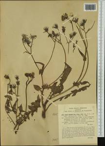 Crepis vesicaria subsp. hyemalis (Biv.) Babc., Западная Европа (EUR) (Италия)
