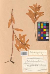 Молочай острый, Сибирь, Дальний Восток (S6) (Россия)