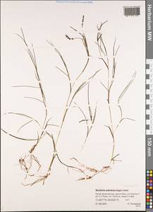 Штукения влагалищная, Рдест влагалищный (Magnin) Holub, Сибирь, Якутия (S5) (Россия)