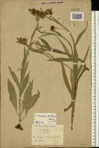 Centaurea triumfettii subsp. axillaris (Willd. ex Celak.) Stef. & T. Georgiev, Восточная Европа, Северо-Украинский район (E11) (Украина)
