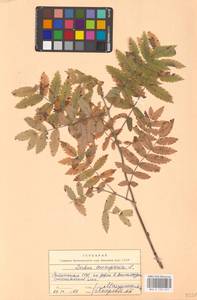 Рябина обыкновенная L., Восточная Европа, Эстония (E2c) (Эстония)