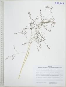 Полевица широкометельчатая Mez, Сибирь, Дальний Восток (S6) (Россия)