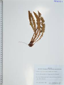 Щитовник пахучий (L.) Schott, Сибирь, Дальний Восток (S6) (Россия)