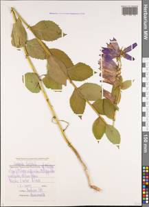 Колокольчик широколистный L., Кавказ, Ставропольский край, Карачаево-Черкесия, Кабардино-Балкария (K1b) (Россия)