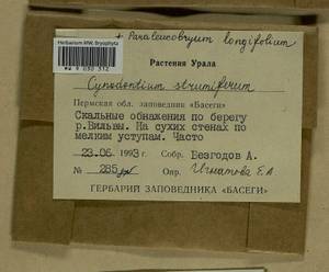Paraleucobryum longifolium (Ehrh. ex Hedw.) Péterfi, Гербарий мохообразных, Мхи - Пермский край, Удмуртия, Свердловская и Кировская области (B8) (Россия)