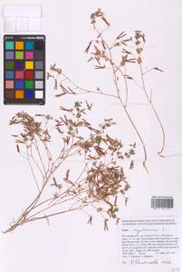 Лядвенец узкий L., Восточная Европа, Ростовская область (E12a) (Россия)