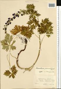 Delphinium consolida subsp. paniculatum (Host) N.Busch, Восточная Европа, Западно-Украинский район (E13) (Украина)