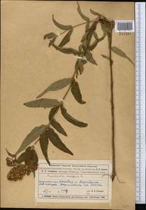 Вербейник обыкновенный L., Средняя Азия и Казахстан, Муюнкумы, Прибалхашье и Бетпак-Дала (M9) (Казахстан)