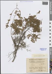 Гребенщик многоветвистый, Гребенщик ветвистый Ledeb., Средняя Азия и Казахстан, Сырдарьинские пустыни и Кызылкумы (M7) (Узбекистан)