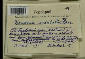 Dicranum polysetum Sw., Гербарий мохообразных, Мхи - Дальний Восток (без Чукотки и Камчатки) (B20) (Россия)