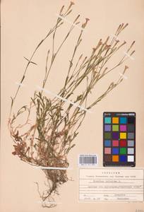 Гвоздика-травянка L., Восточная Европа, Центральный лесостепной район (E6) (Россия)