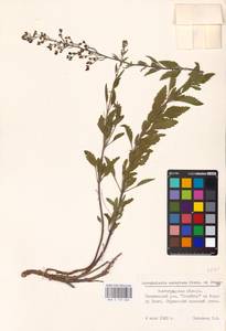 MHA 0 159 662, Норичник скальный M. Bieb. ex Willd., Восточная Европа, Нижневолжский район (E9) (Россия)