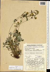 Potentilla ×chionea Soják, Монголия (MONG) (Монголия)