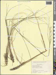 Ковыль перистый L., Кавказ, Ставропольский край, Карачаево-Черкесия, Кабардино-Балкария (K1b) (Россия)