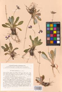 Primula baldshuanica B. Fedtsch., Средняя Азия и Казахстан, Памир и Памиро-Алай (M2) (Таджикистан)