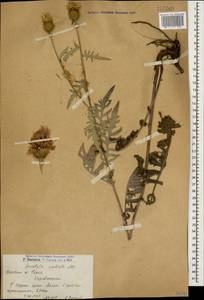 Klasea radiata subsp. radiata, Кавказ, Армения (K5) (Армения)