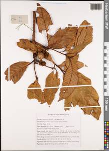 Lithocarpus corneus (Lour.) Rehder, Зарубежная Азия (ASIA) (Вьетнам)