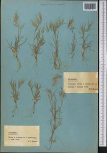 Костер, Средняя Азия и Казахстан, Каракумы (M6) (Туркмения)