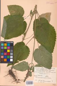 MHA 0 156 054, Чистец лесной L., Восточная Европа, Западно-Украинский район (E13) (Украина)